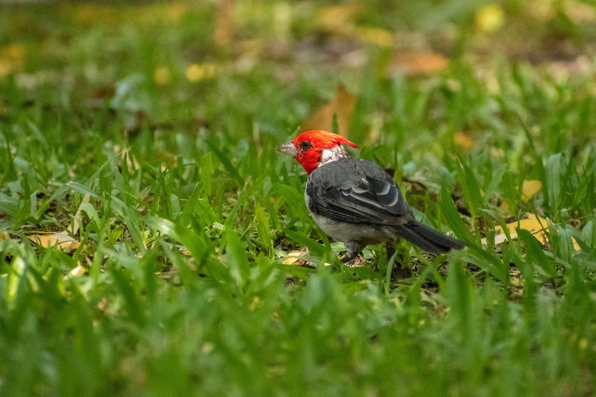 Red-crested Cardinal - ML615895112
