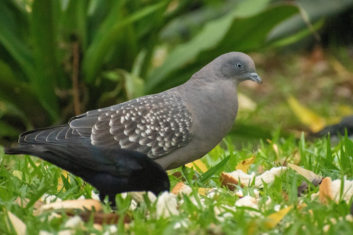 Spot-winged Pigeon - Ezequiel Racker