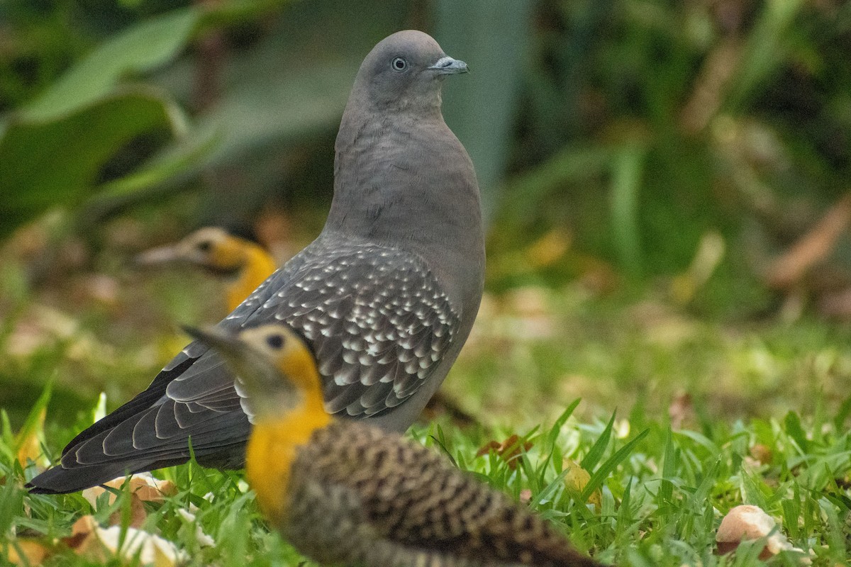 Spot-winged Pigeon - ML615895119