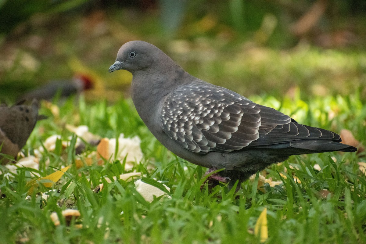 Spot-winged Pigeon - ML615895120