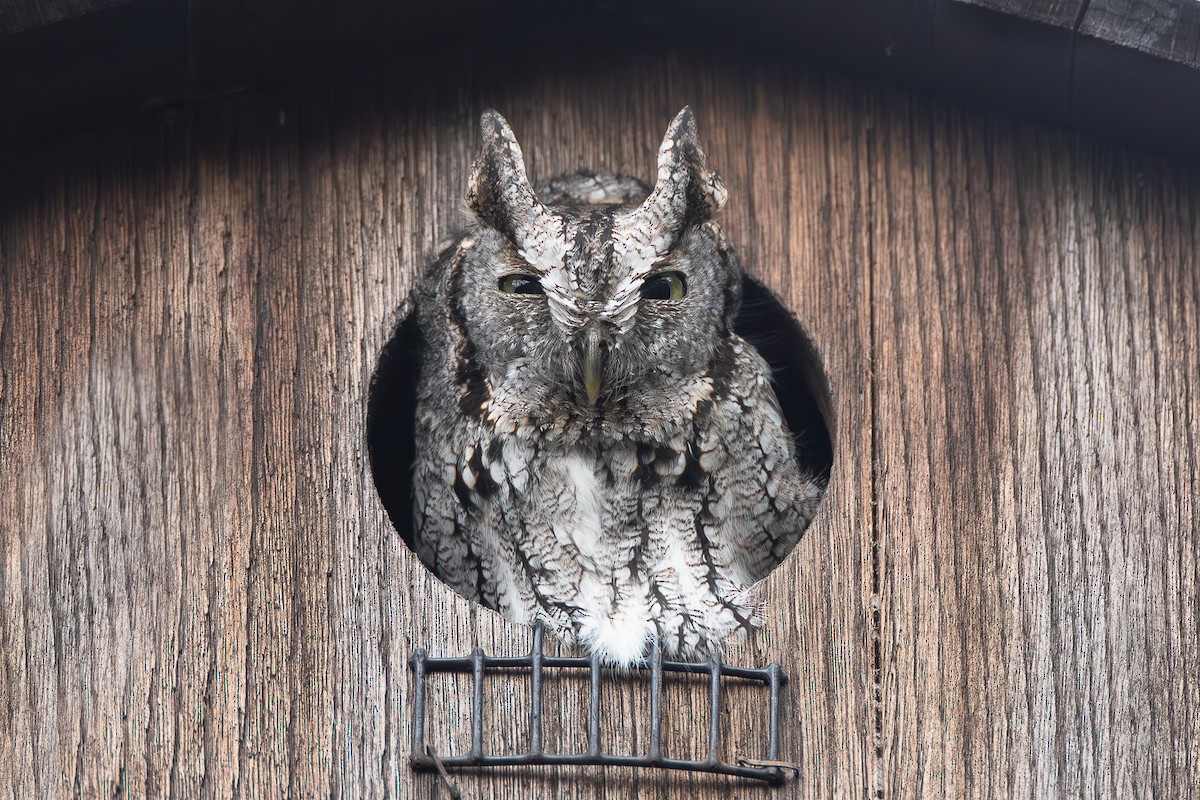 Eastern Screech-Owl - R Desch