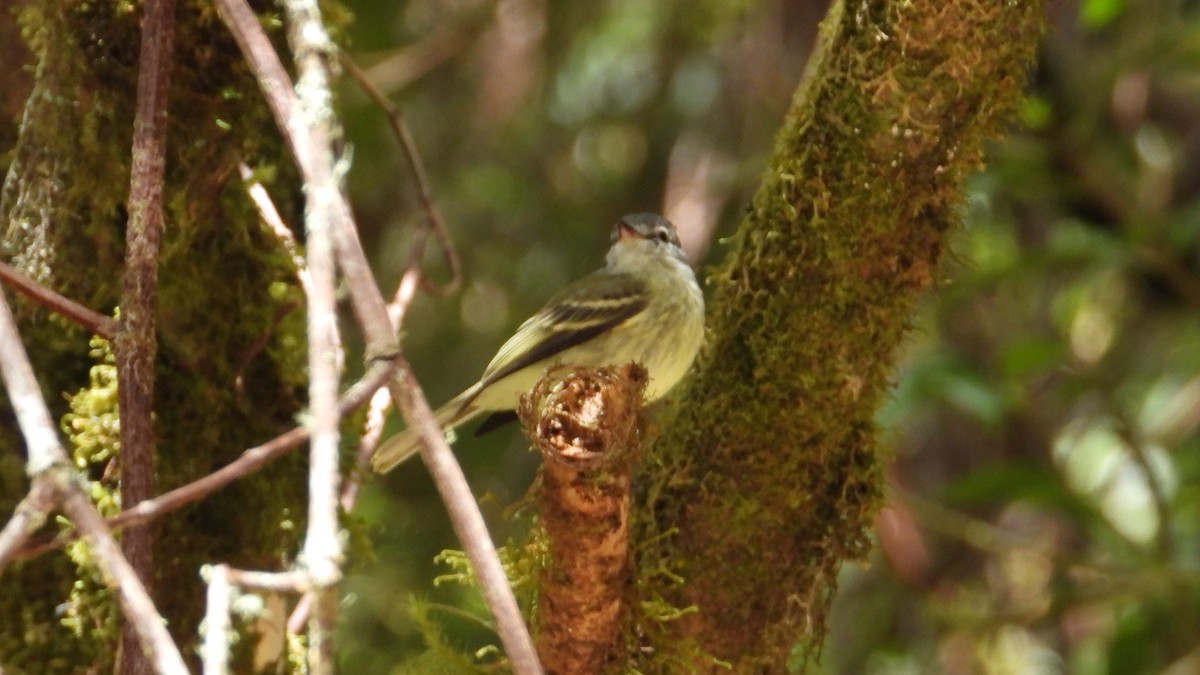White-fronted Tyrannulet - ML615895203