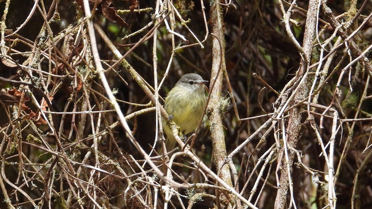 White-fronted Tyrannulet - ML615895204