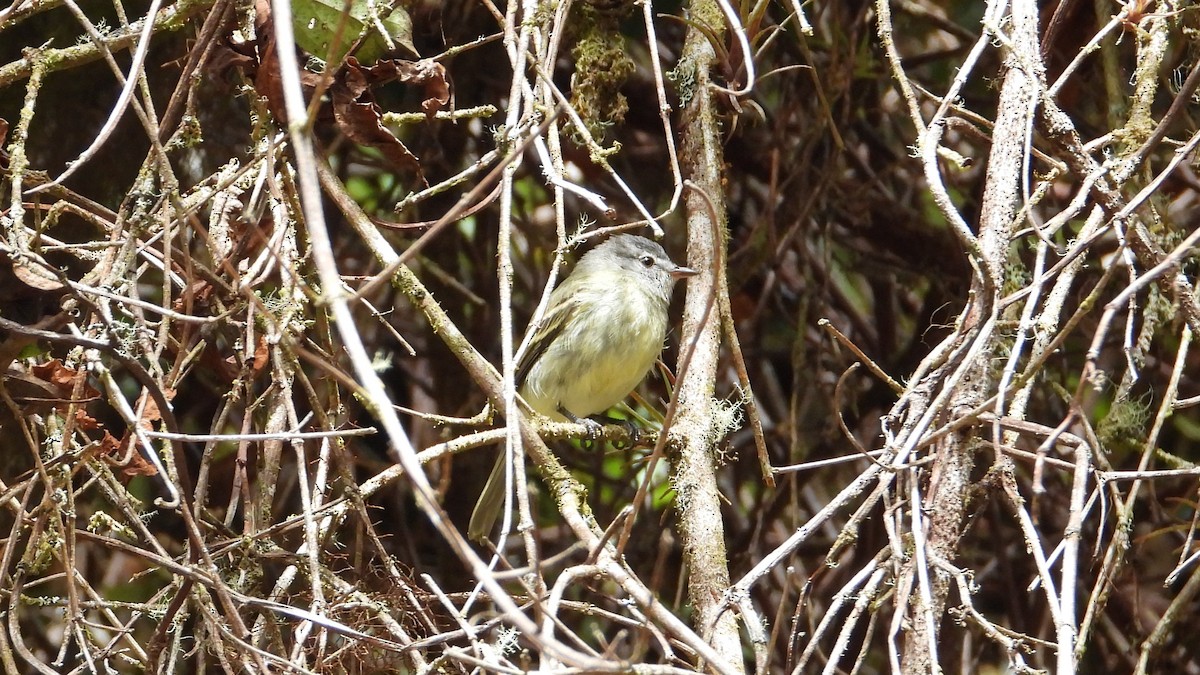 White-fronted Tyrannulet - ML615895205