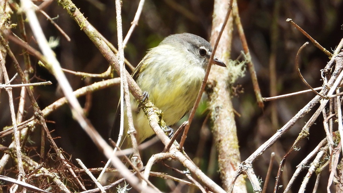White-fronted Tyrannulet - ML615895207