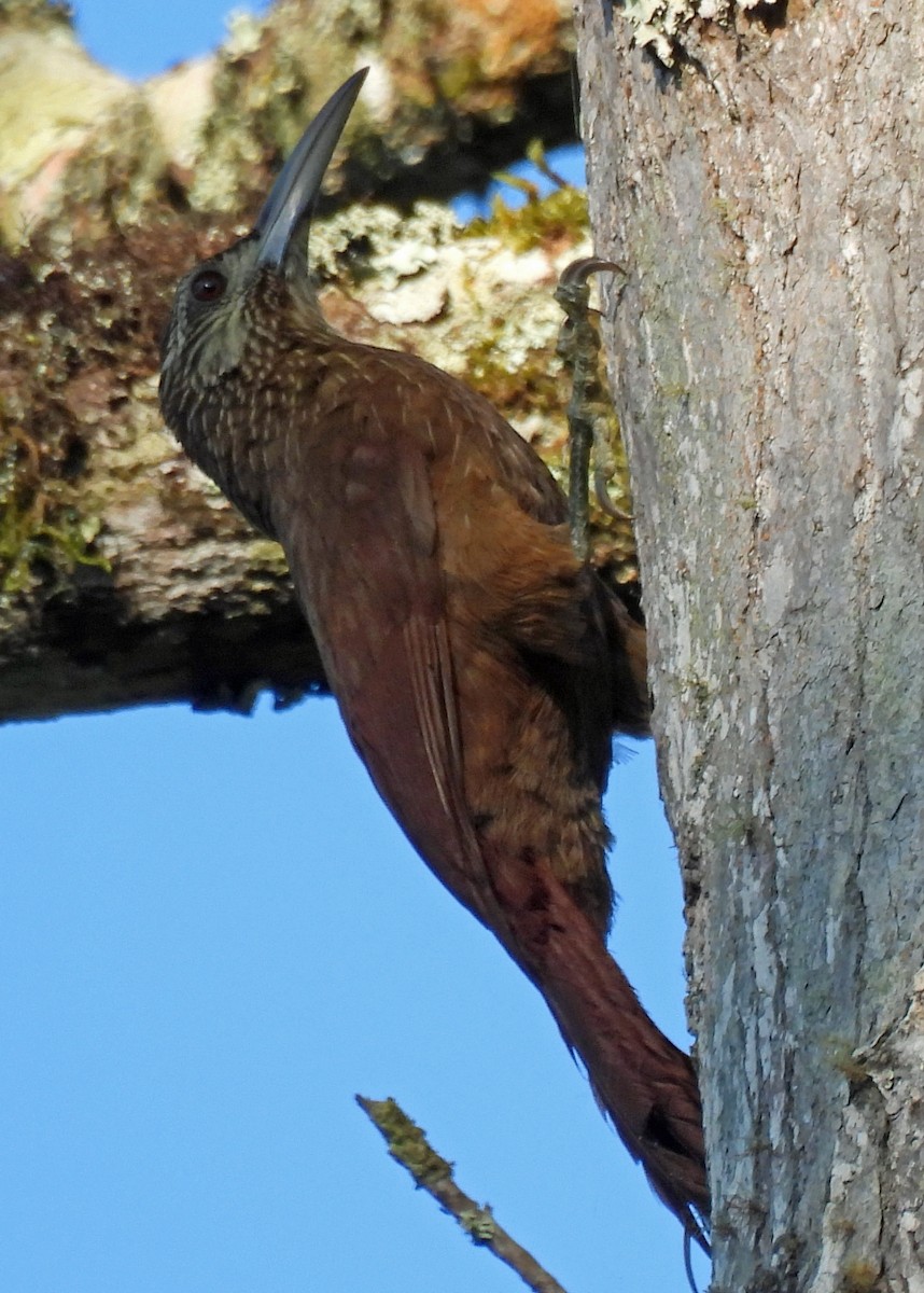Strong-billed Woodcreeper - ML615895334