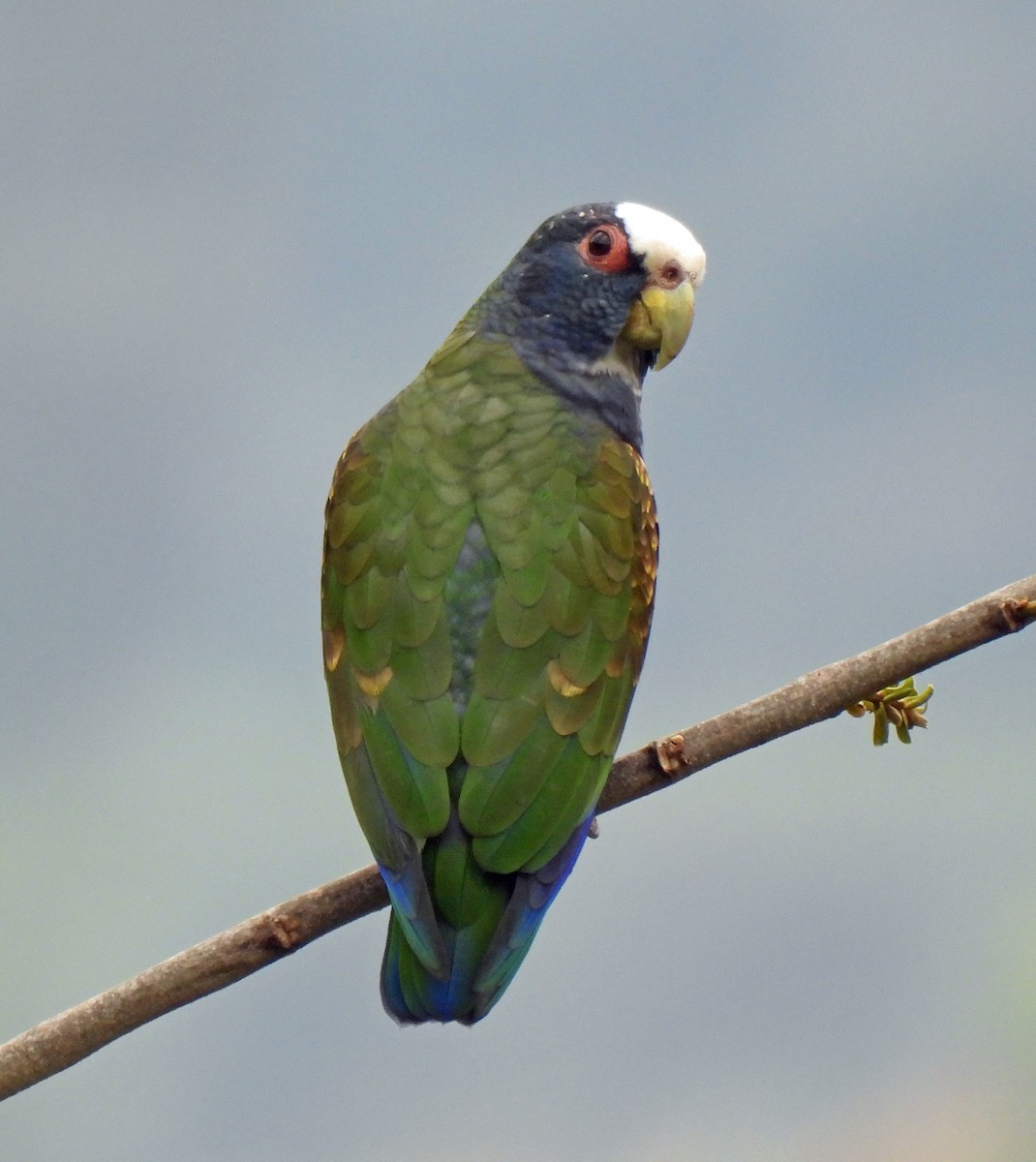 White-crowned Parrot - ML615895371
