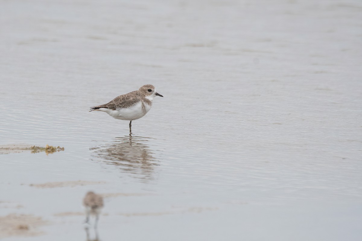 Two-banded Plover - Raphael Kurz -  Aves do Sul