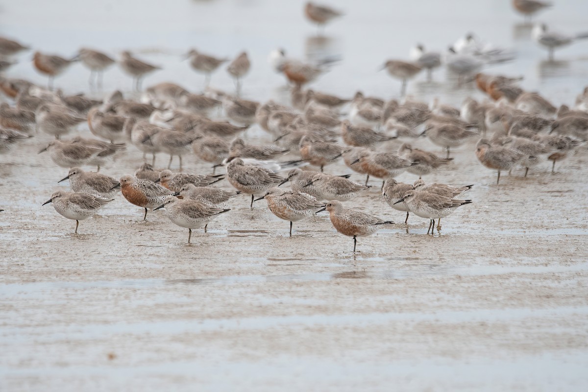 Red Knot - ML615895436