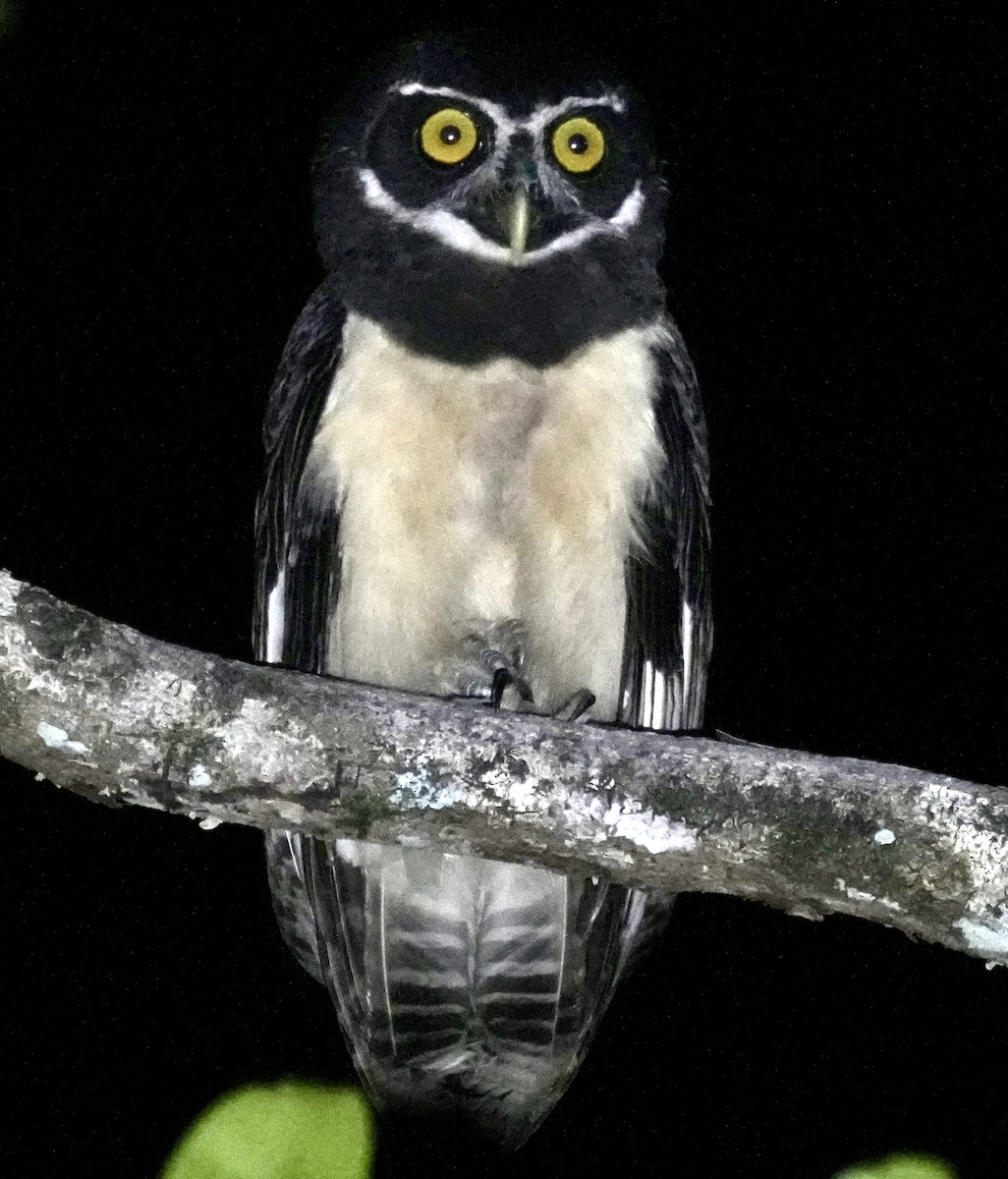 Spectacled Owl - Brian Elliott
