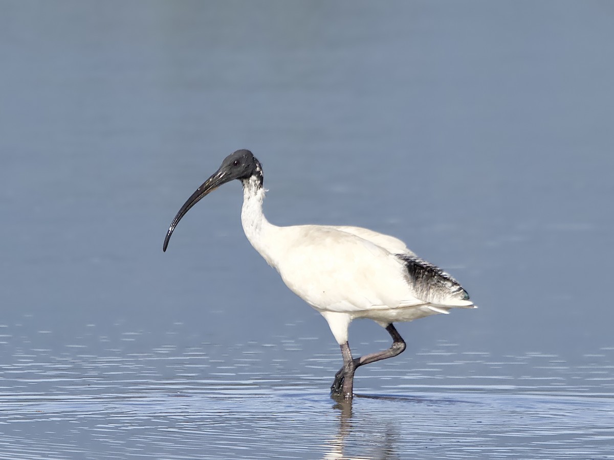 ibis australský - ML615895498