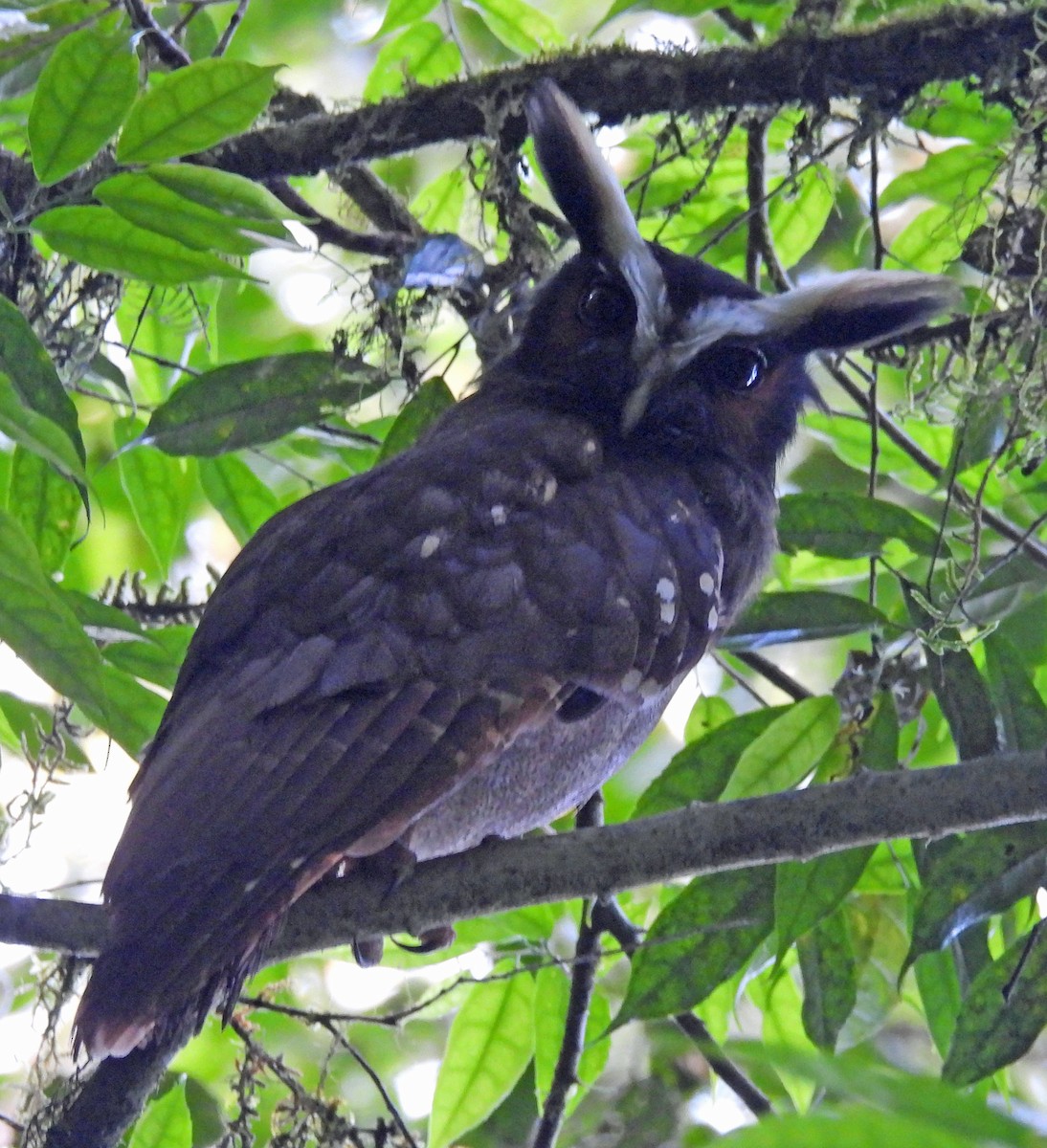 Crested Owl - ML615895516