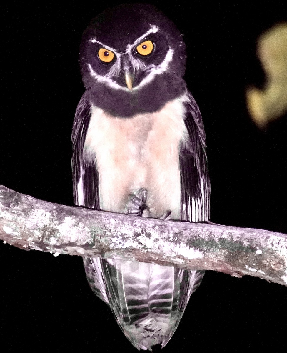 Spectacled Owl - ML615895534