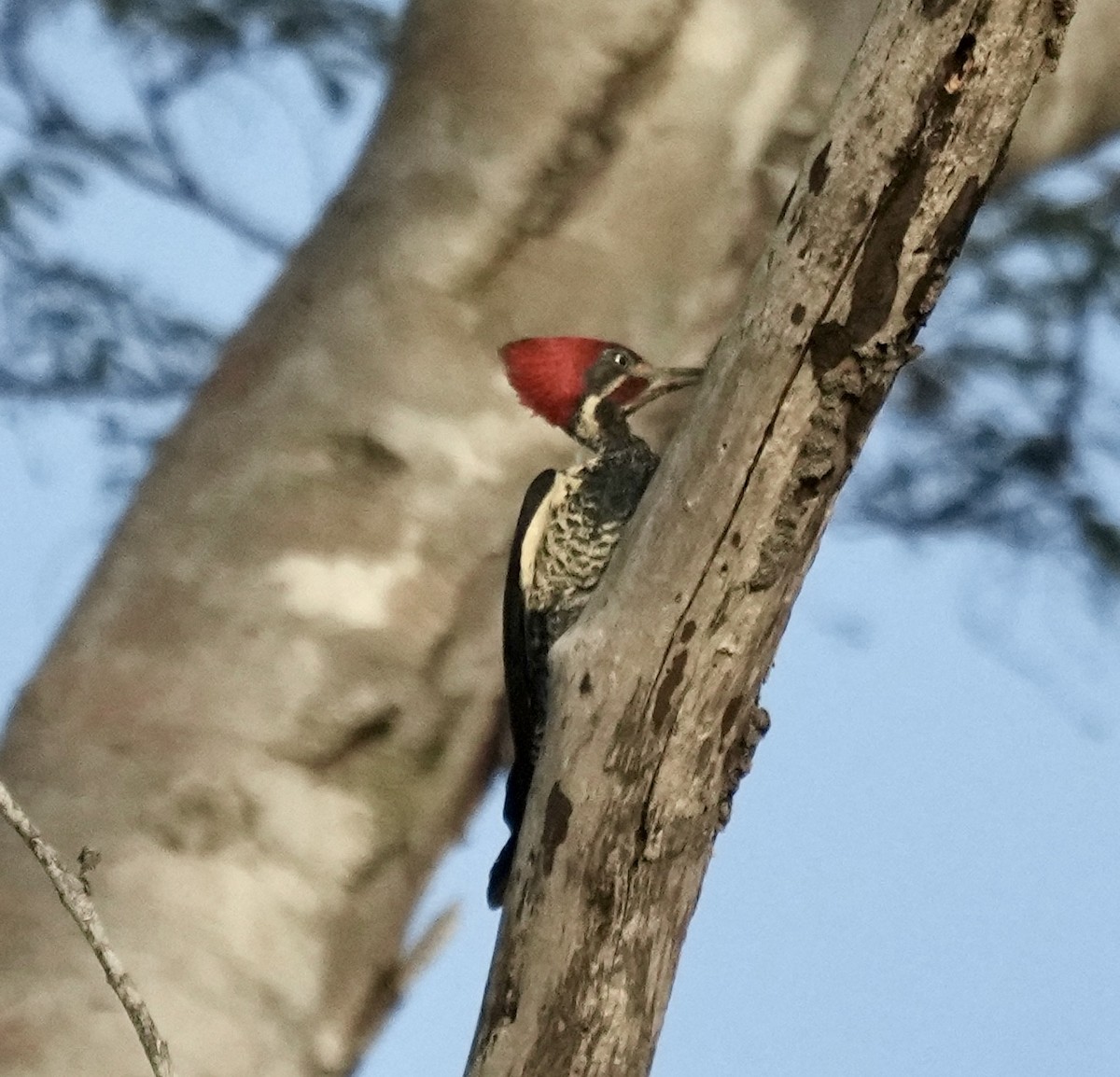 Lineated Woodpecker - ML615895598