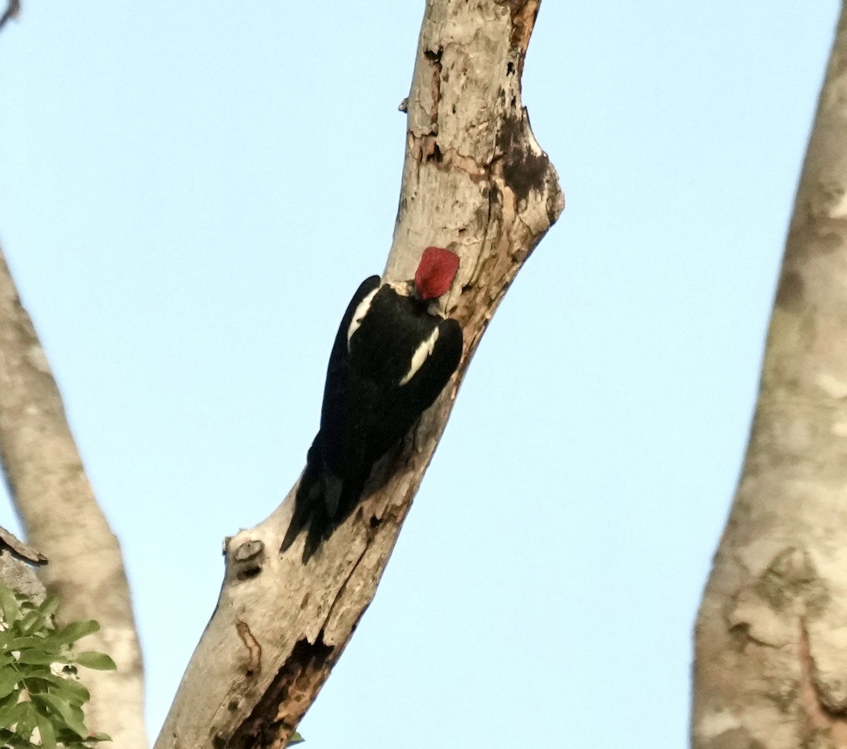 Lineated Woodpecker - ML615895599