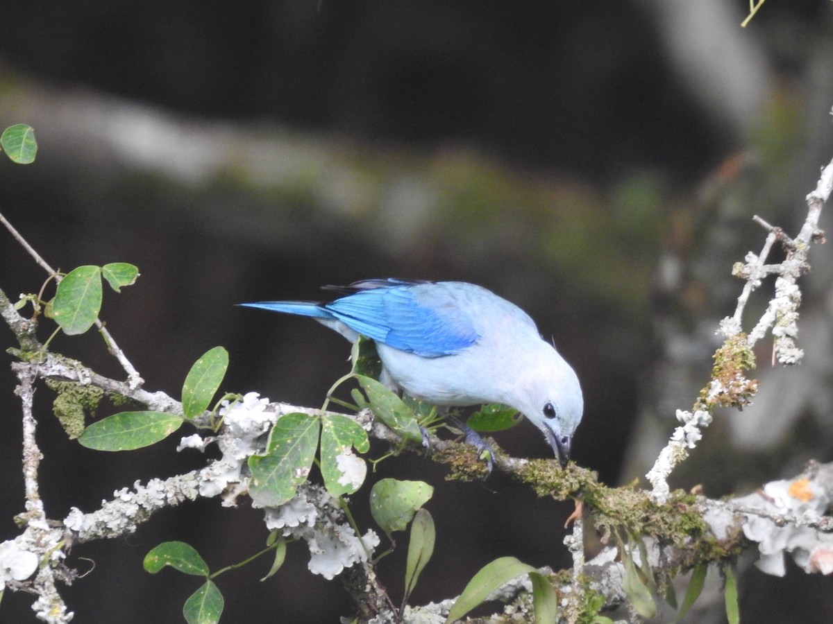 Blue-gray Tanager - ML615895600