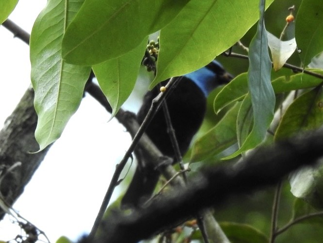 Blue-necked Tanager - ML615895632