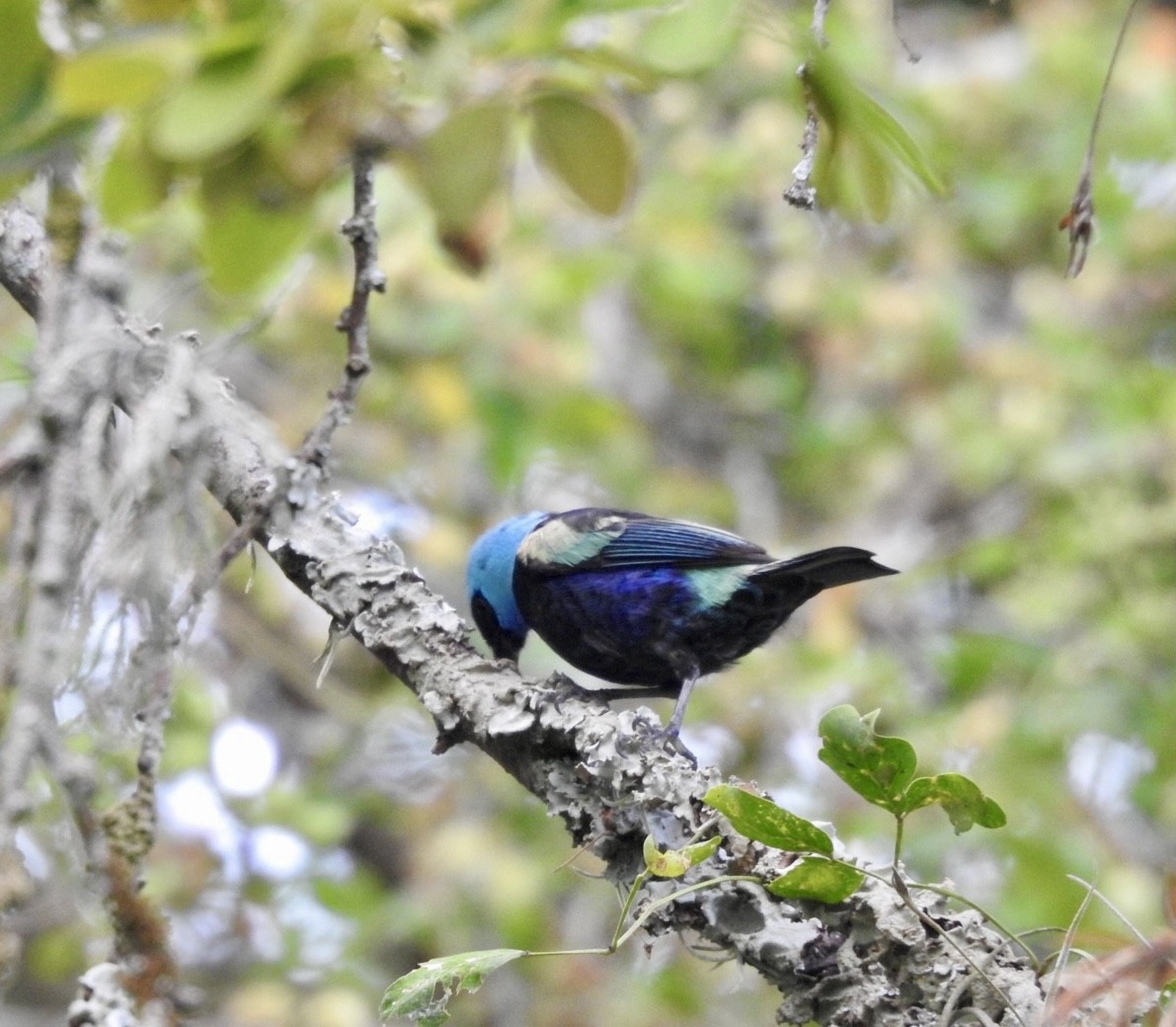 Blue-necked Tanager - ML615895633