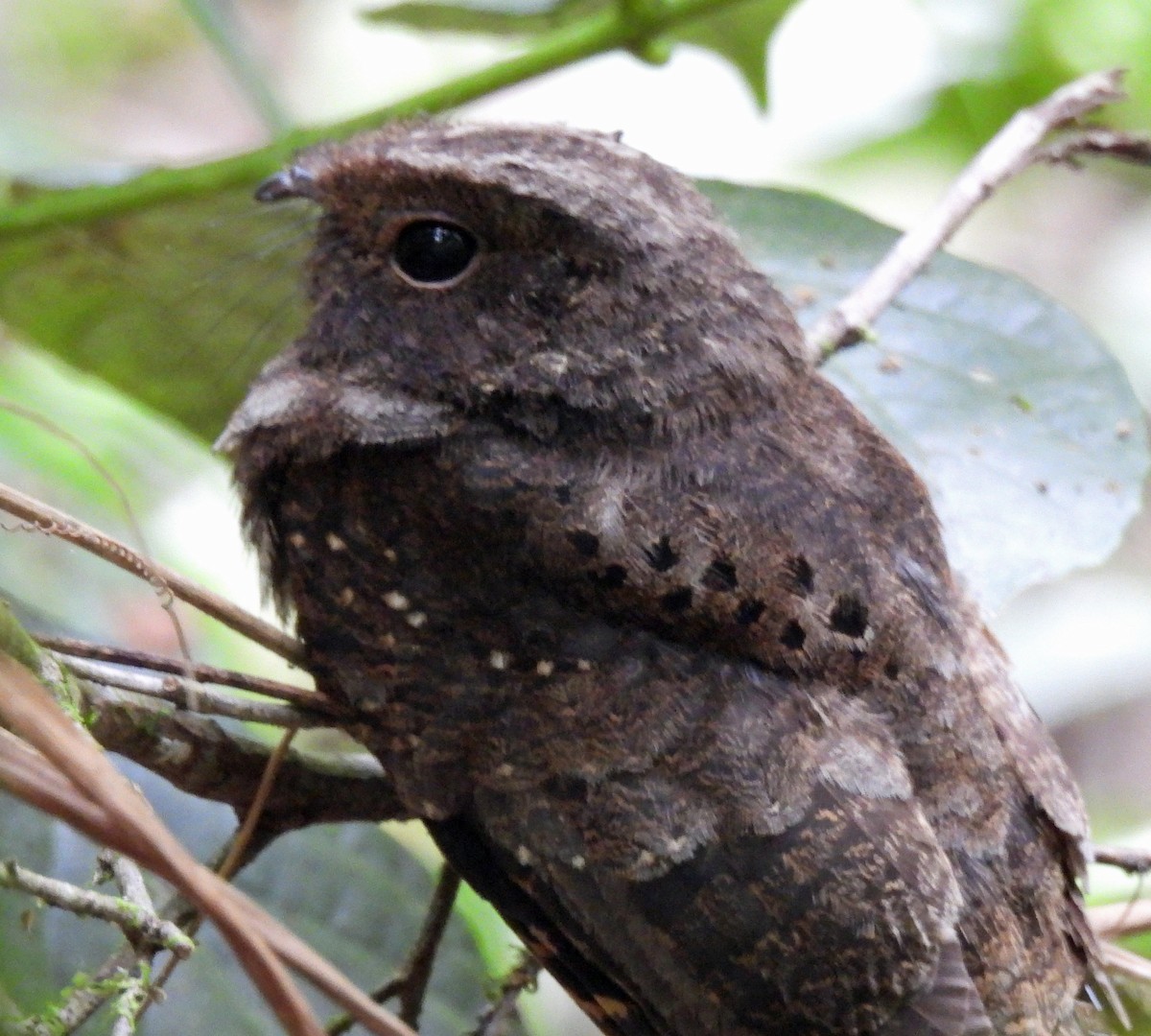 Ocellated Poorwill - ML615895691