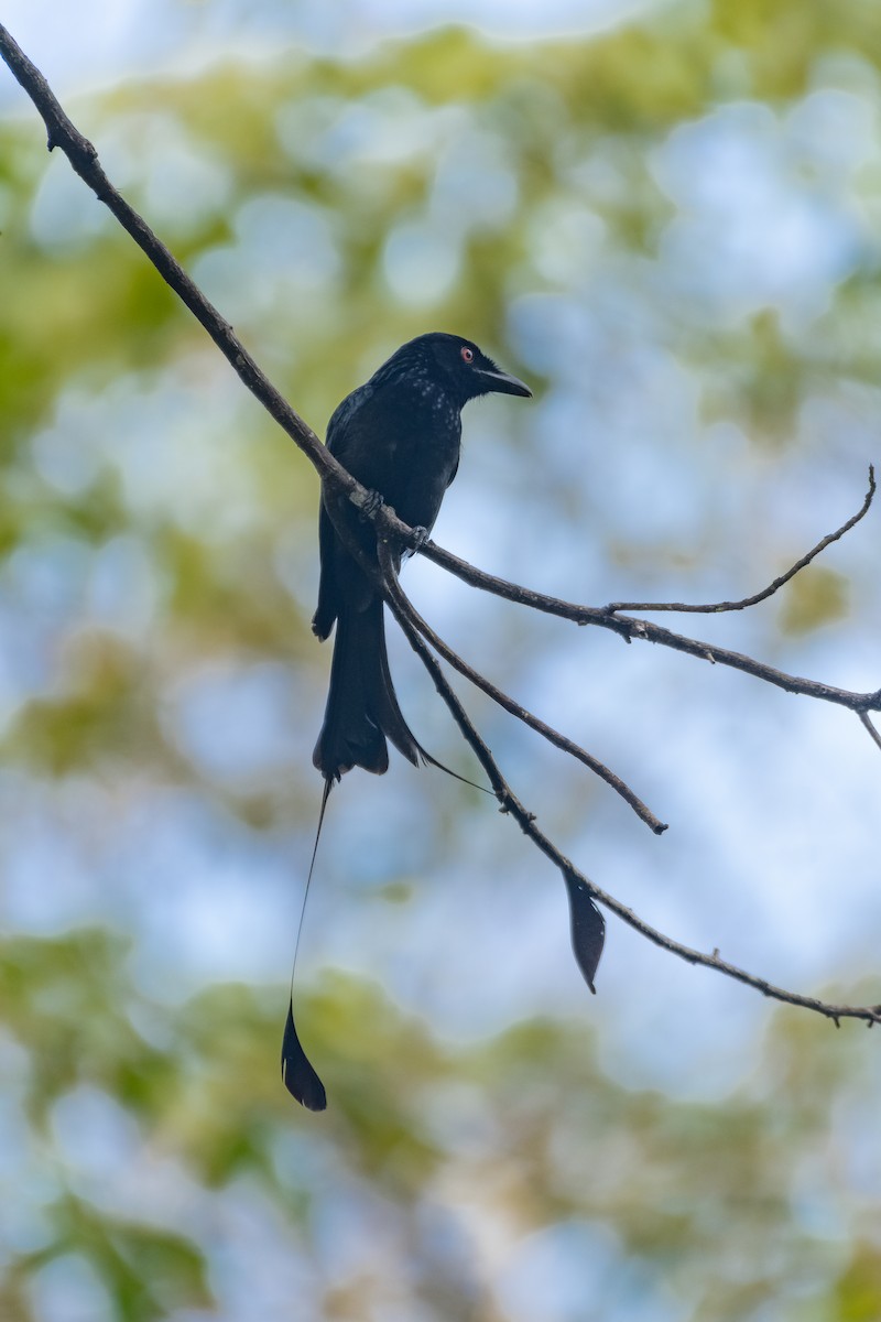 Greater Racket-tailed Drongo - ML615895770