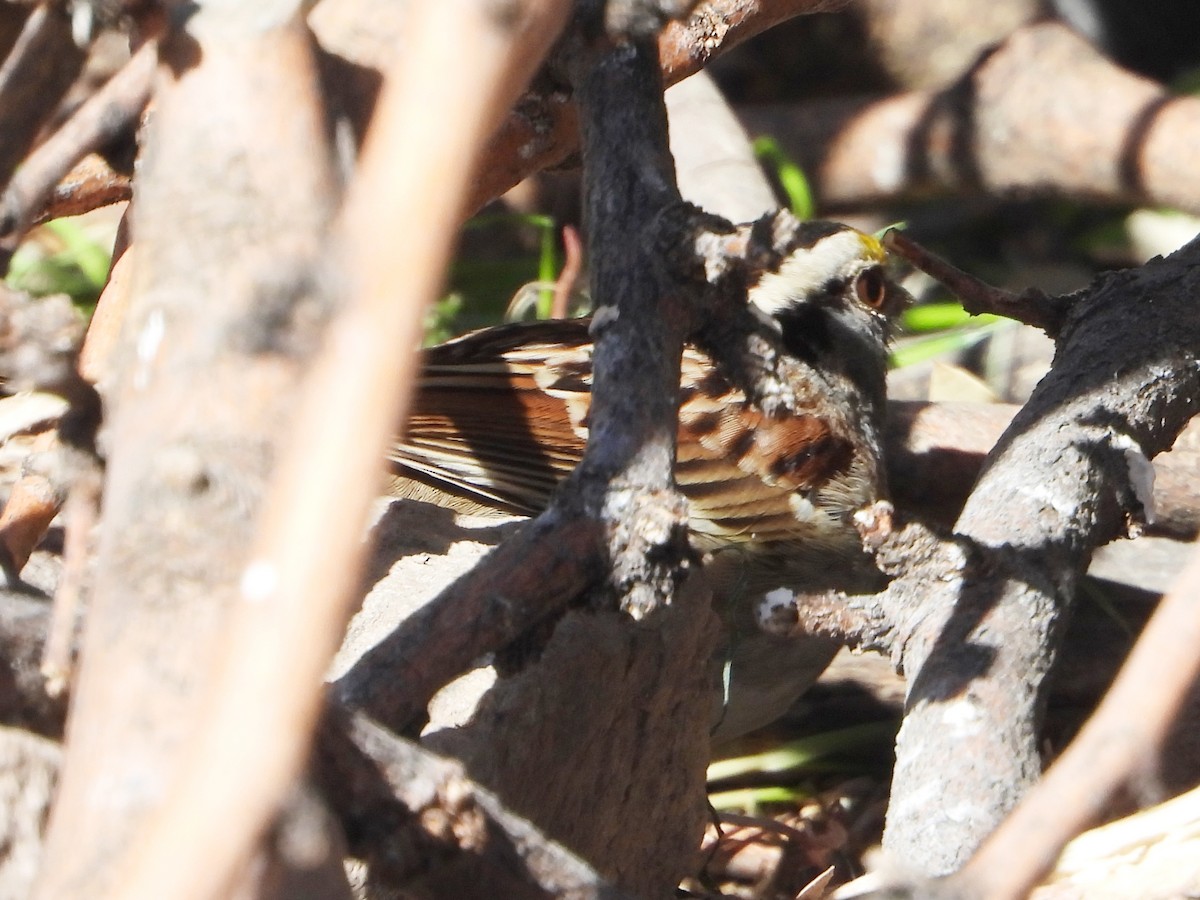 White-throated Sparrow - ML615895858