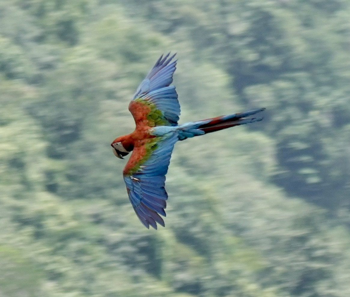 Red-and-green Macaw - ML615895928