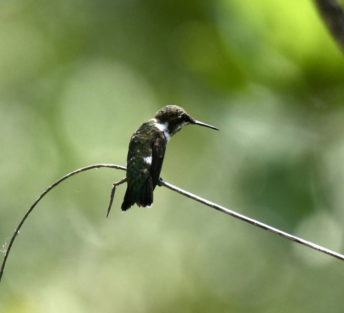 kolibřík pálkoocasý - ML615895933