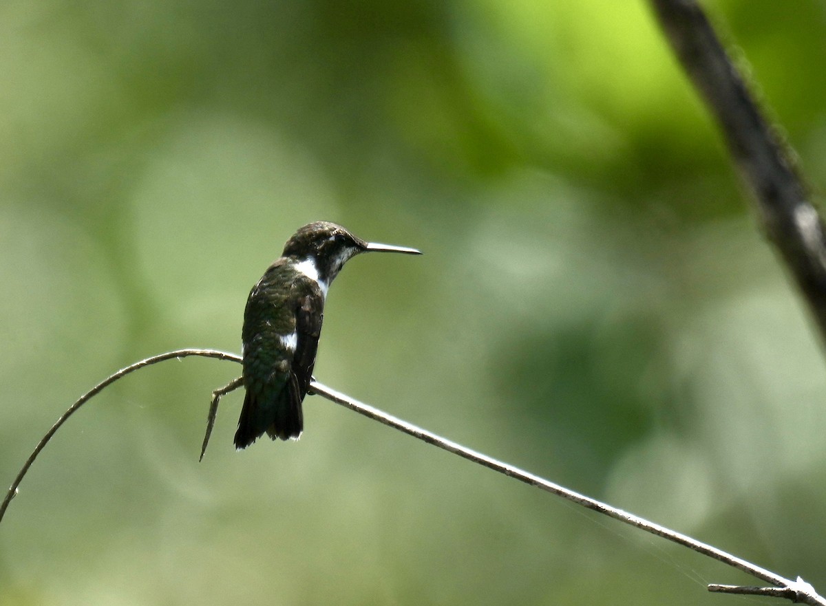 kolibřík pálkoocasý - ML615895934