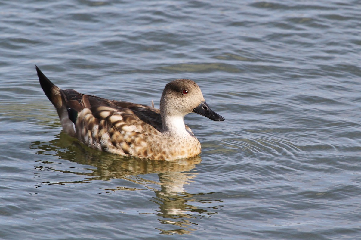 Crested Duck - ML615895955