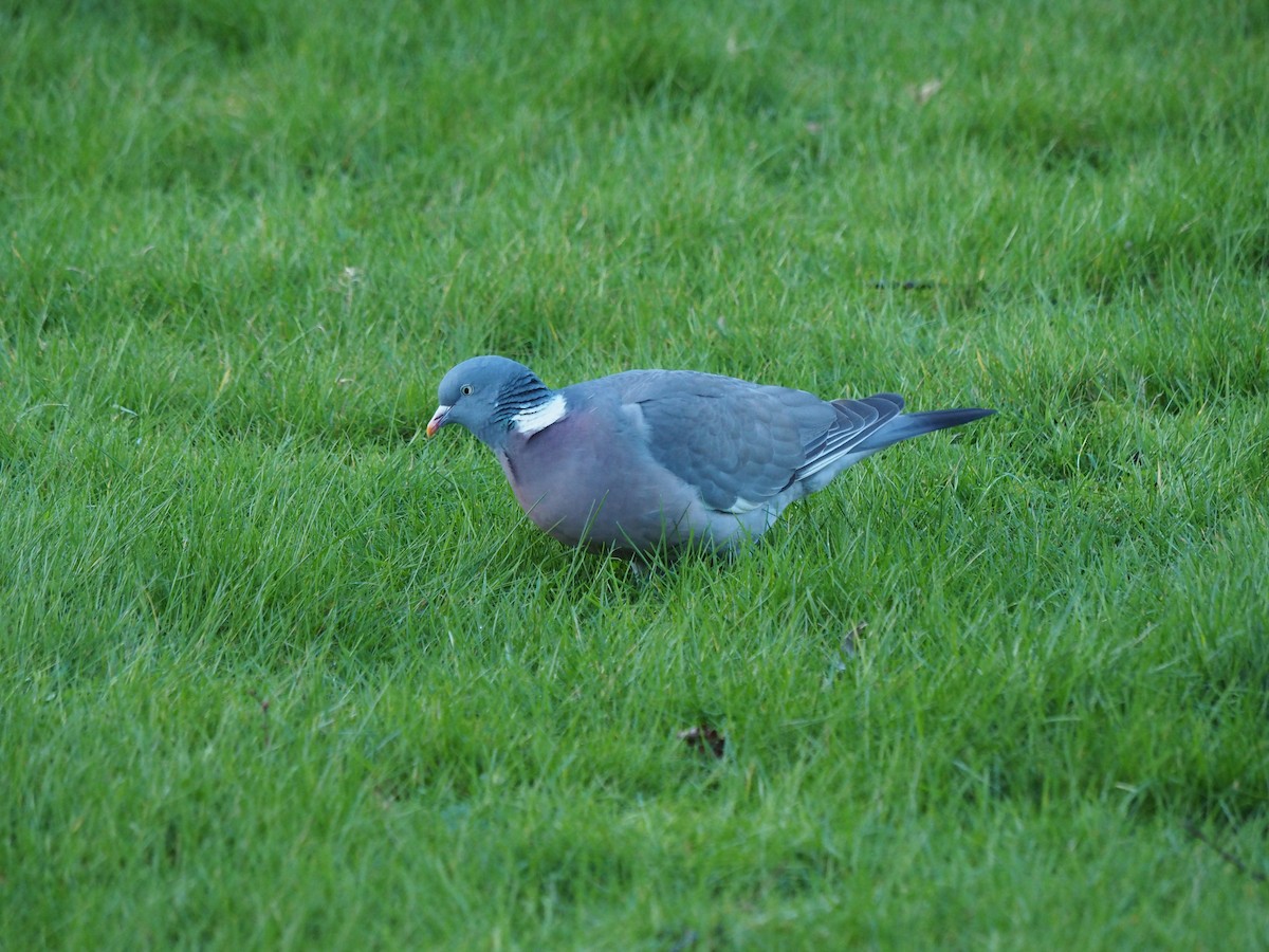 Common Wood-Pigeon (White-necked) - ML615896111