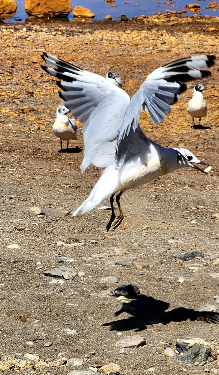 Andean Gull - ML615896258