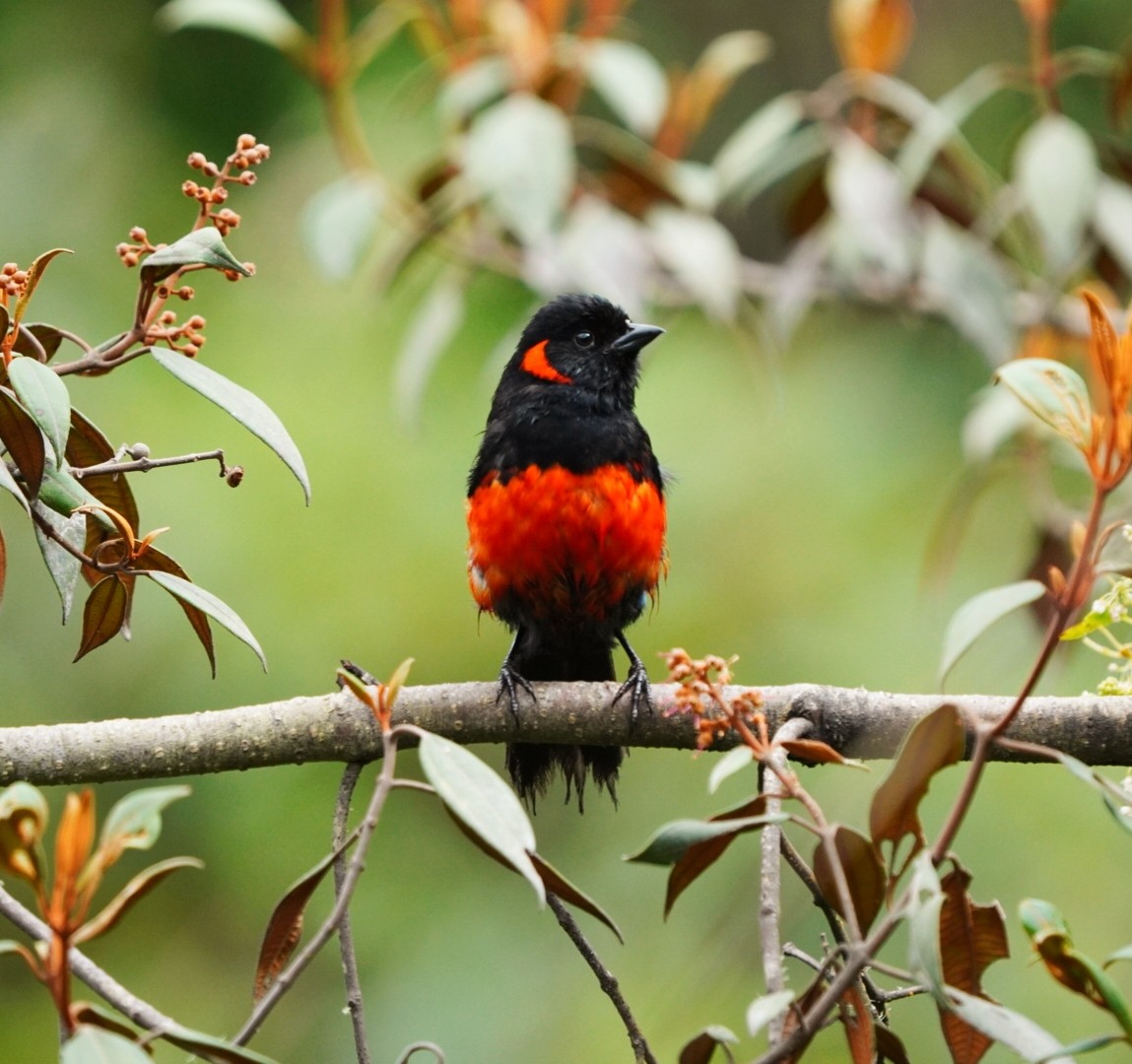 Scarlet-bellied Mountain Tanager - ML615896321