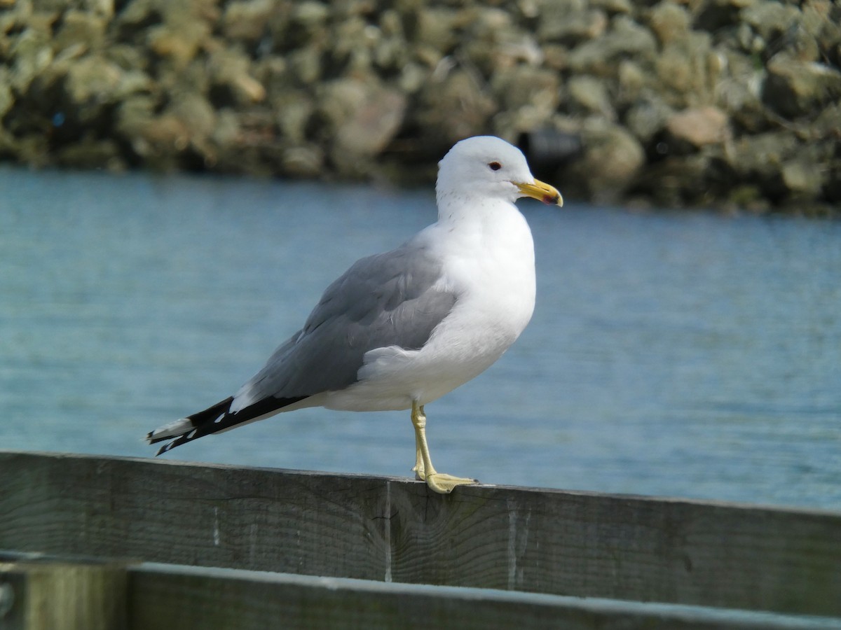 California Gull - ML615896404
