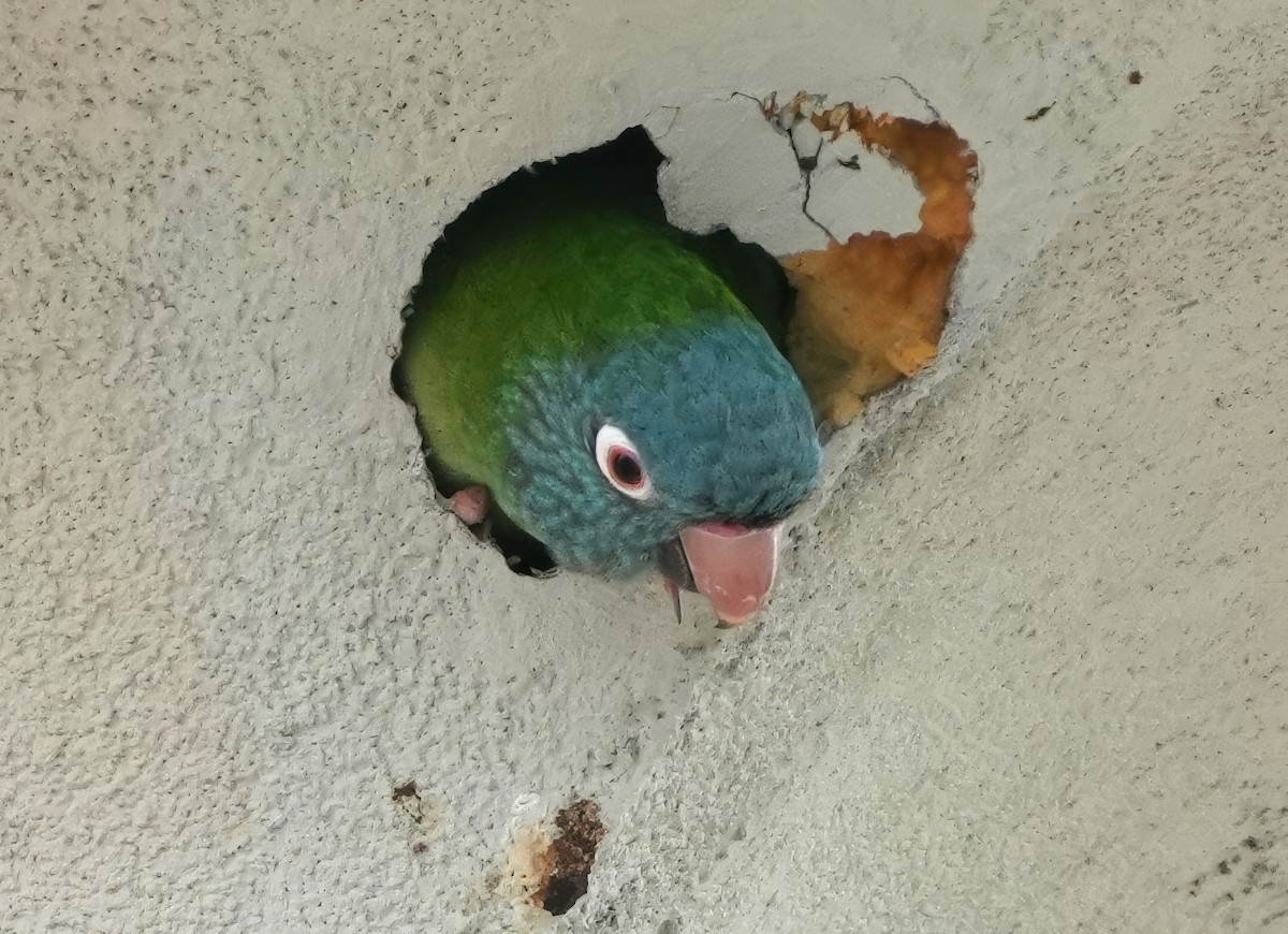Blue-crowned Parakeet - Bill Hunt