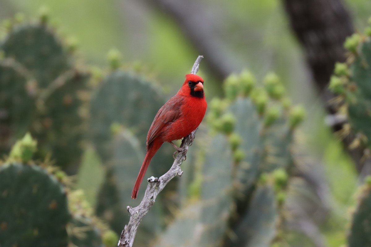 Northern Cardinal - Michelle Cano 🦜