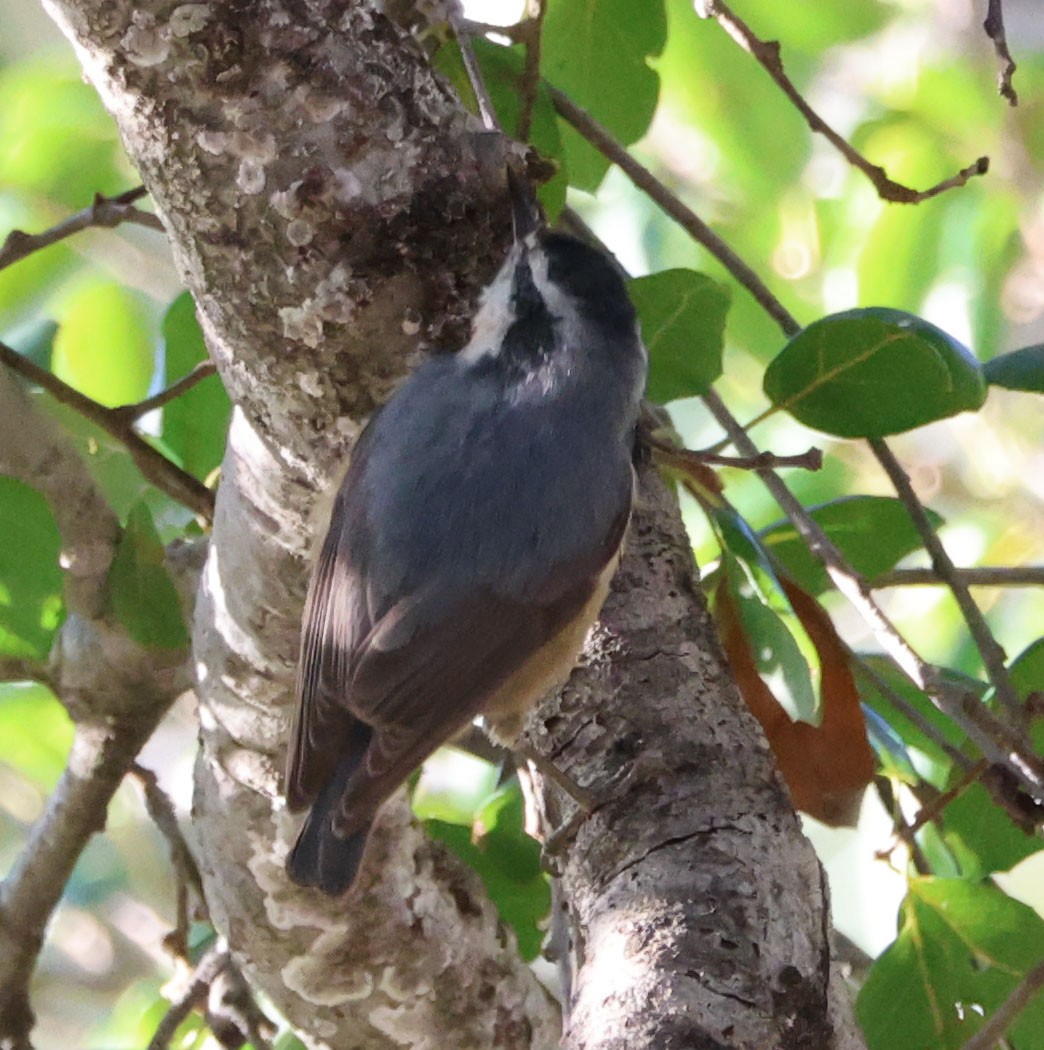 Red-breasted Nuthatch - ML615896618