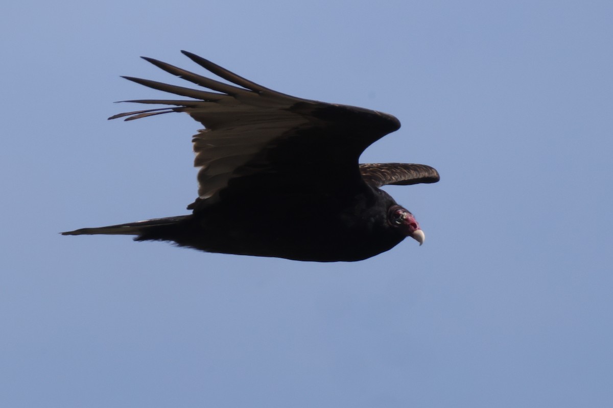 Turkey Vulture - ML615896639