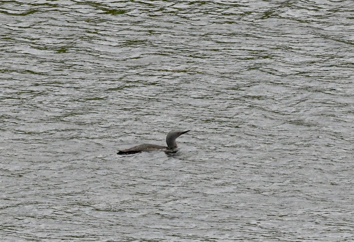 Red-throated Loon - ML615896830