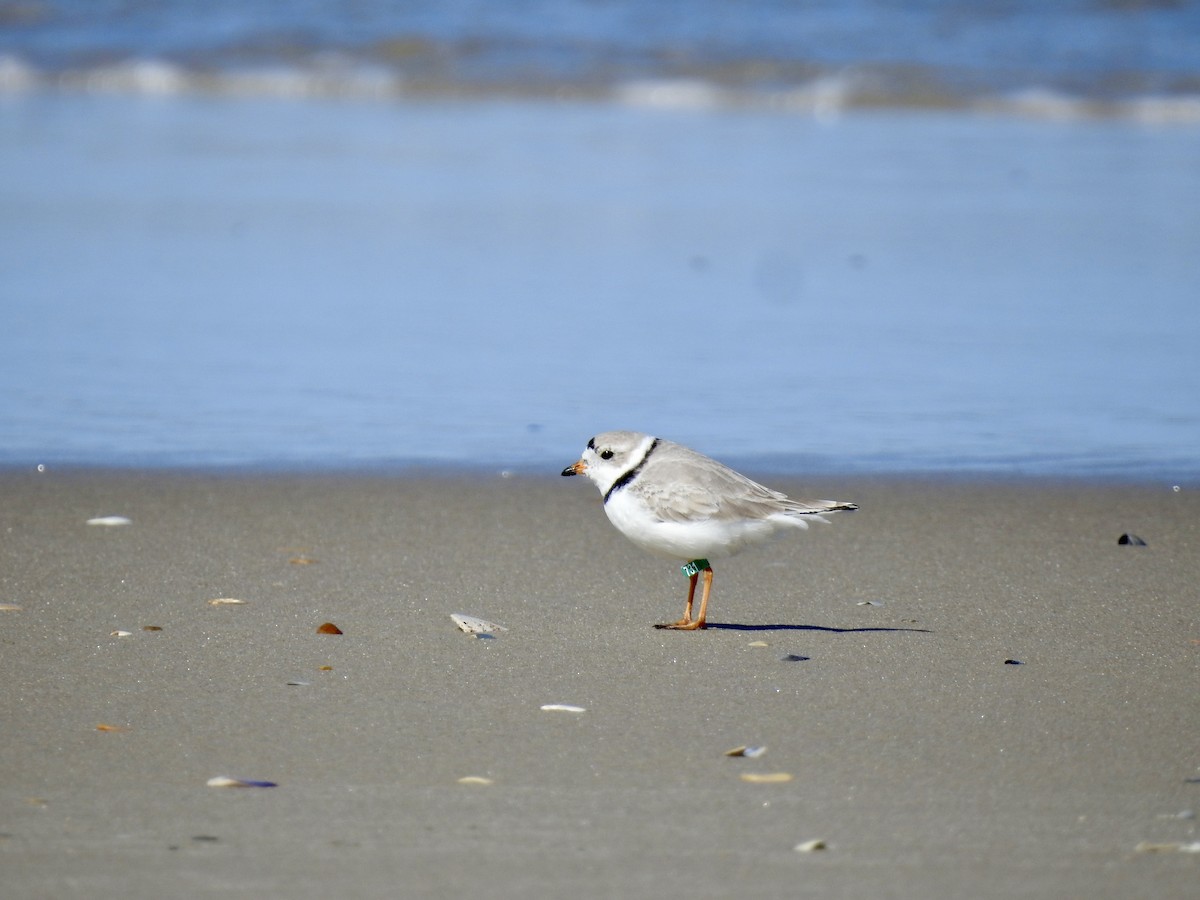 Piping Plover - ML615896959