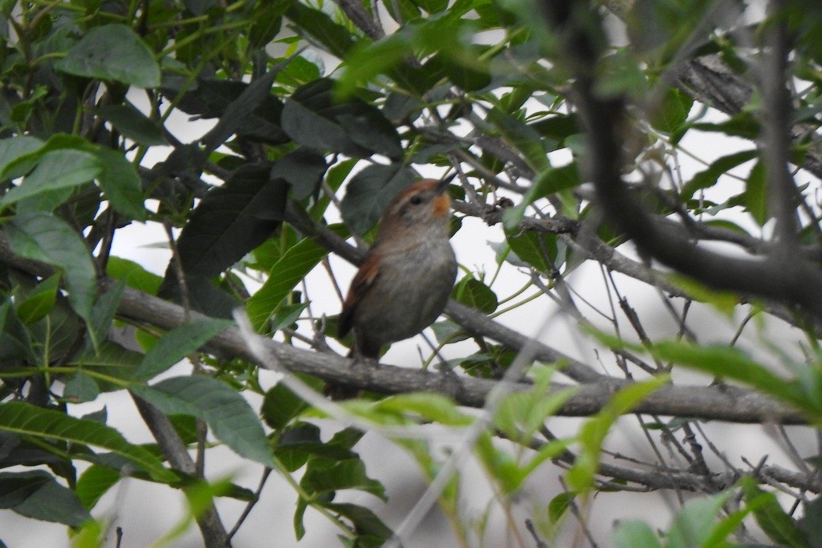 Rusty-fronted Canastero - ML615897018
