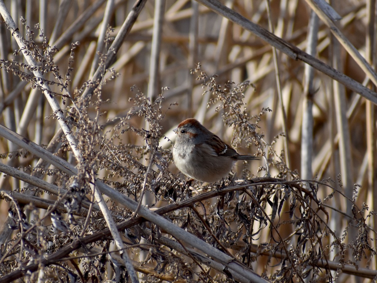 American Tree Sparrow - ML615897019