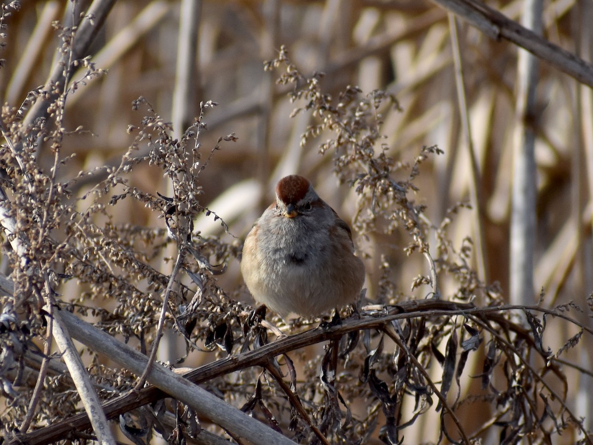 American Tree Sparrow - ML615897022