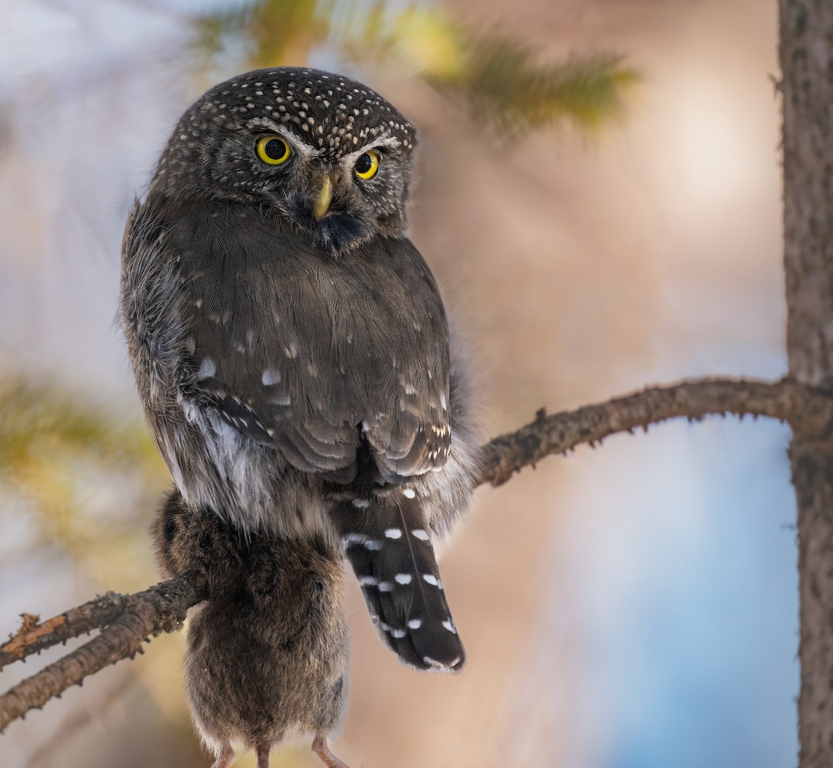 Northern Pygmy-Owl - ML615897028