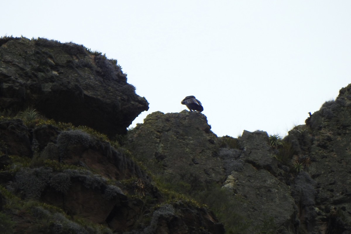 Andean Condor - ML615897054