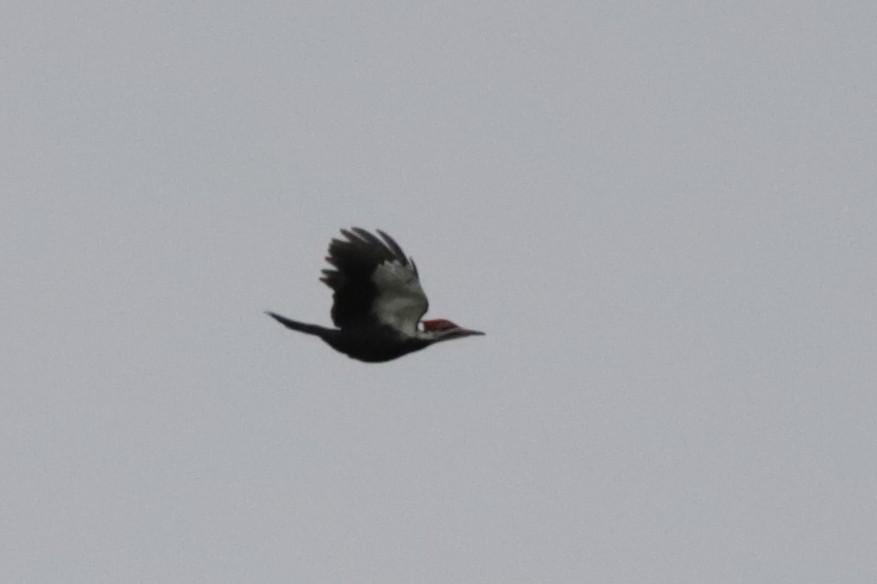 Pileated Woodpecker - ML615897069