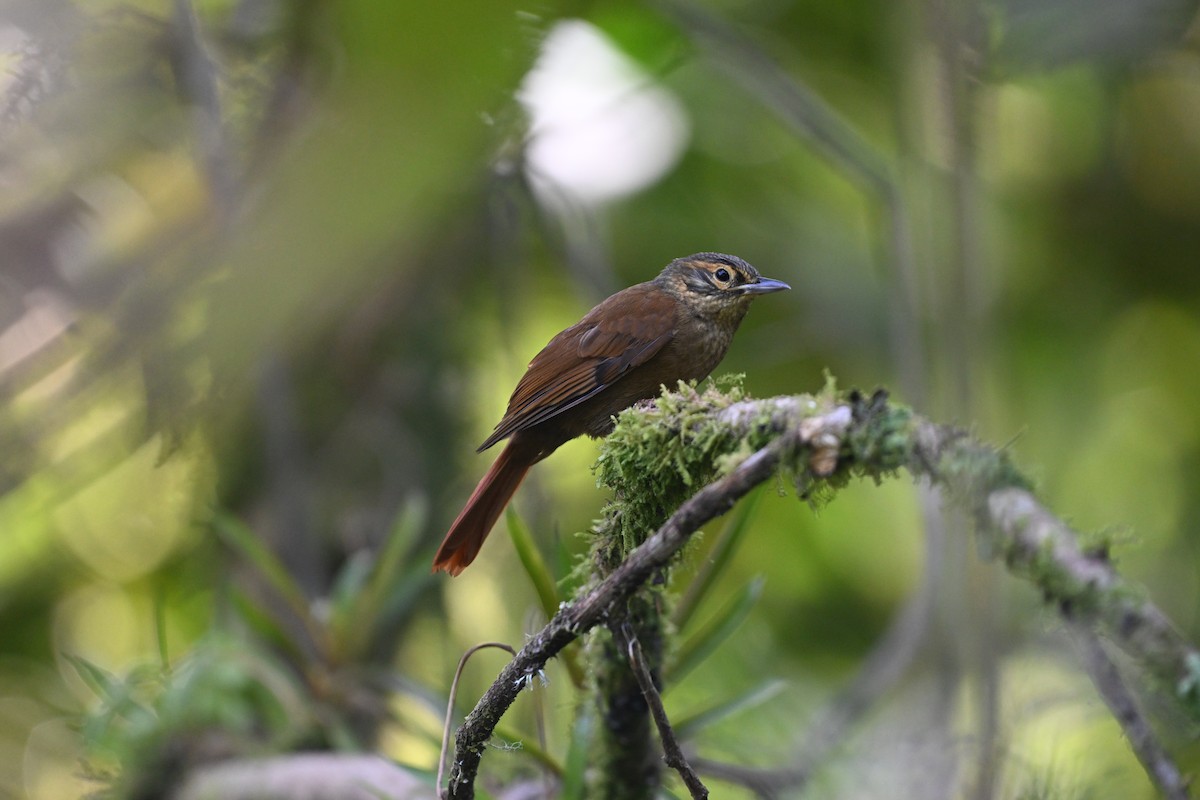 Scaly-throated Foliage-gleaner - D T