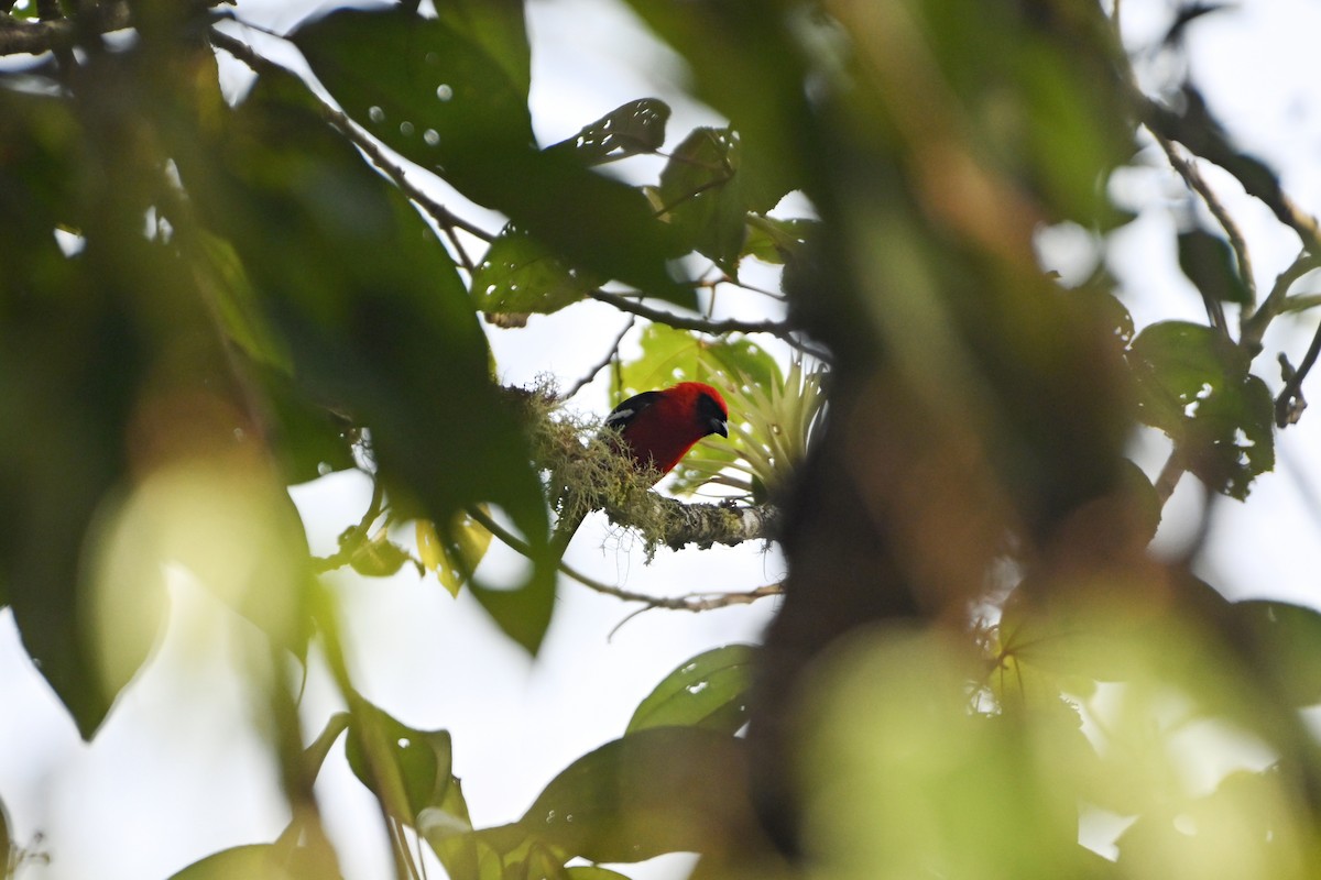 White-winged Tanager - ML615897204