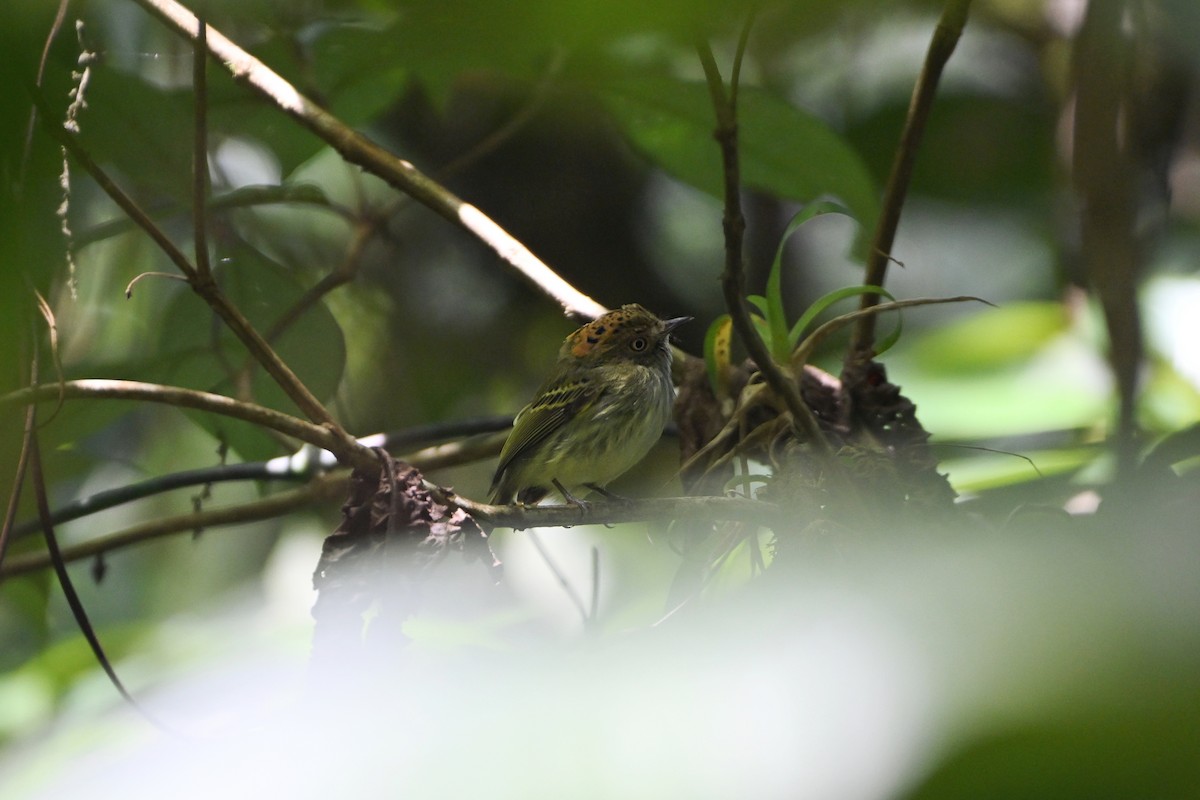 Scale-crested Pygmy-Tyrant - ML615897213