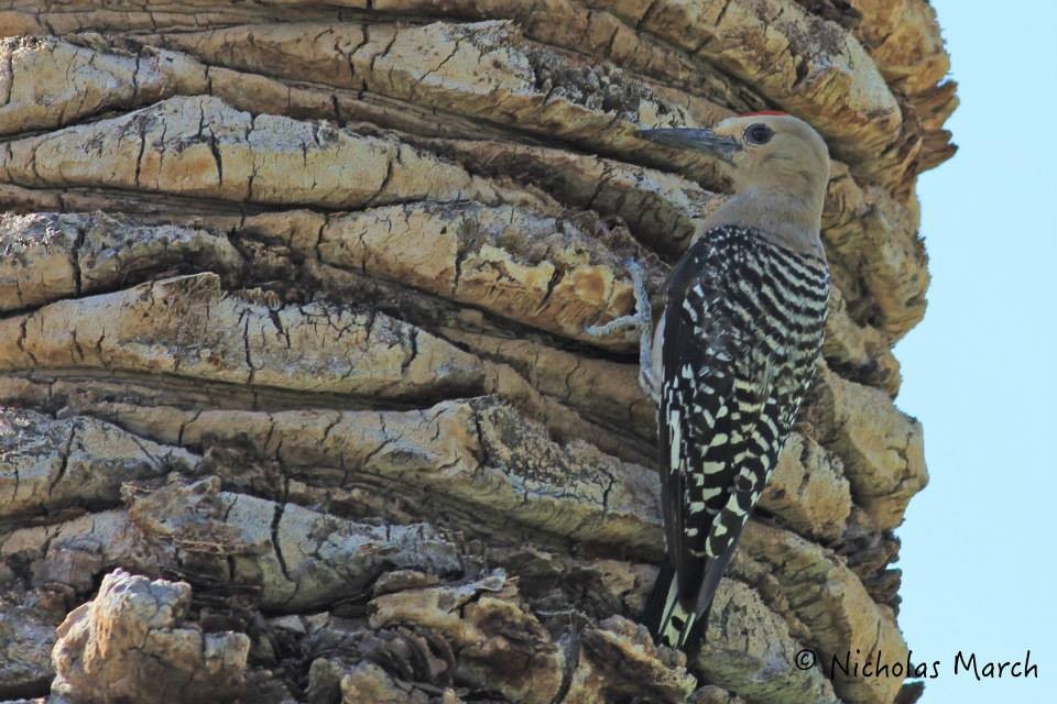 Gila Woodpecker - ML615897273