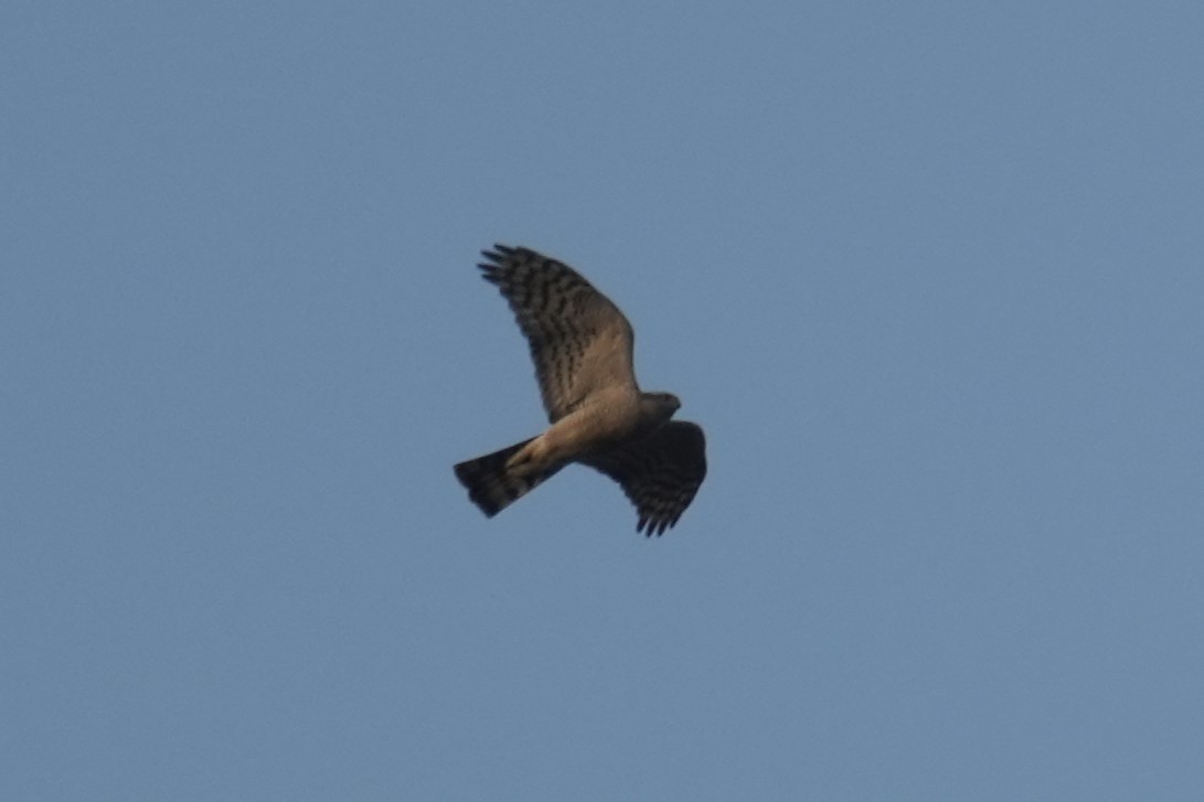Eurasian Sparrowhawk - ML615897313